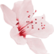 flower_5 (Demo)
